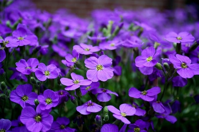 avoid failure when gardening with these tips