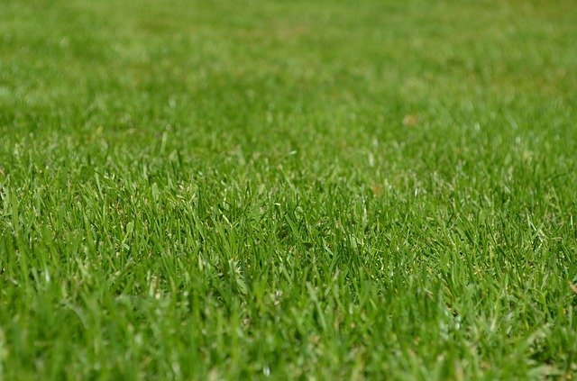 Great Organic Gardening Tricks From The Pros 1 great organic gardening tricks from the pros
