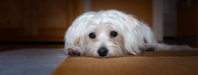 learning about dogsis easy thanks to this article