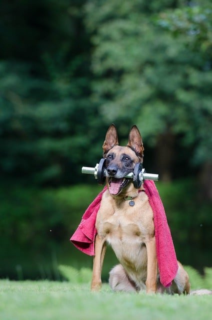 need to deal with dogrelated issues read this article