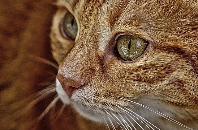 Secrets And Tips For Caring For A Cat 1 secrets and tips for caring for a cat