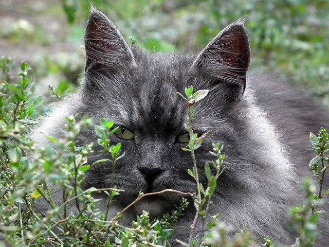 simple advice for caring for your cat