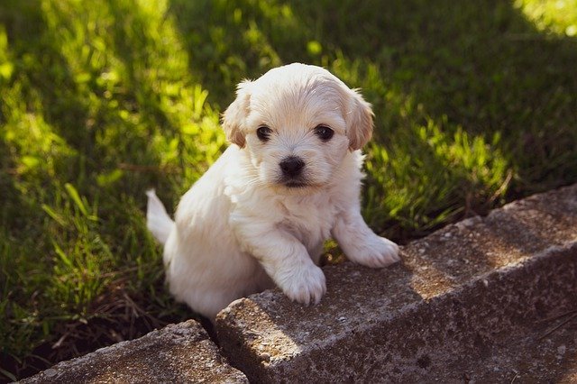 take care of your dog well with these tips