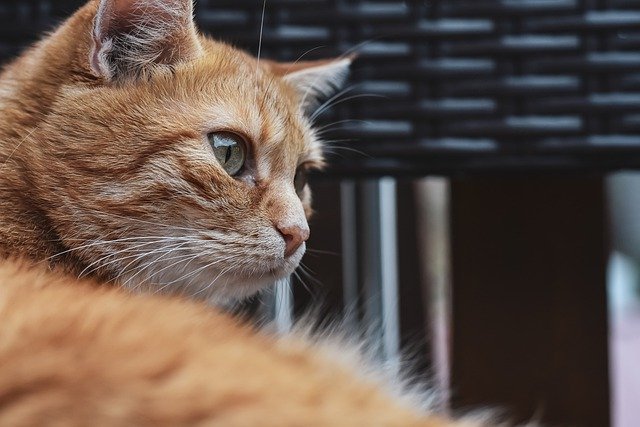 top tips to understanding your cats needs